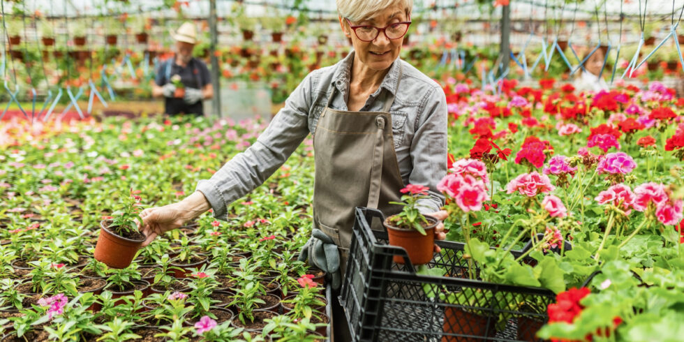 Jardineria como laborterapia en personas mayores