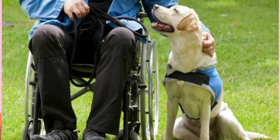 Terapia con animales